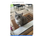 Kitty gamesy