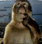 Thinking Monkies