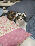 みーちゃんゲーム