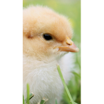 Chicken cuteness