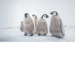 Penguins are so cute0