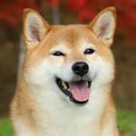Doge FANS FROM WORLD