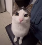 triple cat studicat