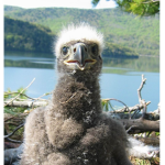 baby eagle squad
