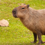 the cool capybara clan