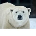 Polar Bear Hideout