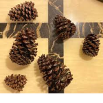 <THE> PINECONES>>>>