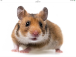 Gaming for hamsters