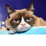 Grumpyy Cat