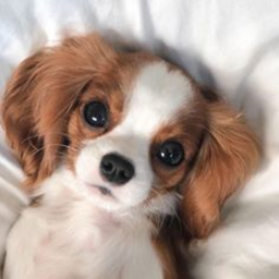 *:･ﾟ✧*:･ﾟ✧