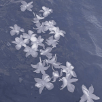 . blue . flowers .