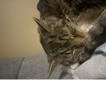 Kitten Kyla gang