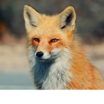 foxes are cool!!!!!!!!