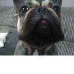 Frenchie club!