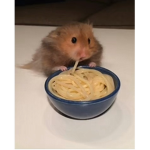 The hamster squad only