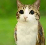 Meowl .