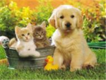 I love animals group!!! :D