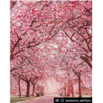 blossom Land