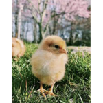 Chic Chick group