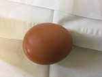Egg Nation!