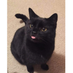 black cats are the best fr