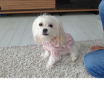 토이기여미