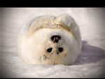 Silly seal group
