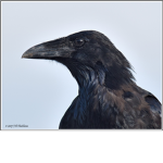 The Corvus Organization