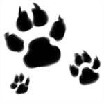 black tigers recrut center