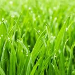Touch Grass icon
