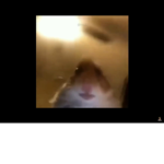 Hamster fam fam