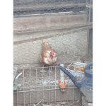Team poulet frites