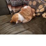 Raine The Face Planted Kat
