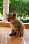 nosie