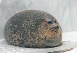 chonkee seal meeting place