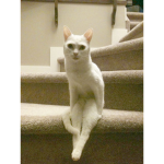 Human cat's