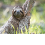 The sloth friend's