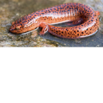 Northern red salamanders