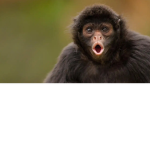 Monkey king!!!!!