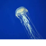 jelly_fish_squad