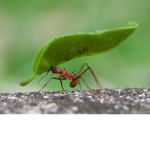 A group where we pretend to be ants