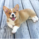 Master of the corgis