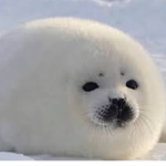 I I The Order I I Of The Animals I I