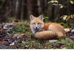 Thy foxes