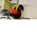 Bird group and Cat group