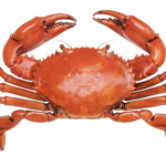 CrabClubOrginal