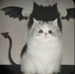 Kitty's (Cats) In The House!