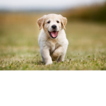 Puppy’ are the best