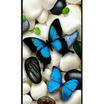 * ~ Butterfly Squad ~ *
