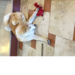 Unicorns of the fortnite